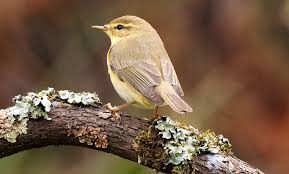 Attēlu rezultāti vaicājumam “Phylloscopus trochilus nest”