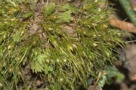 Attēlu rezultāti vaicājumam “Pleuridium subulatum”