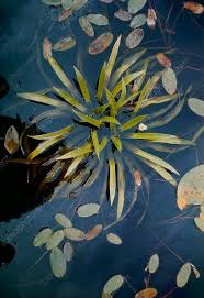 Attēlu rezultāti vaicājumam “Stratiotes aloides”