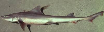 Image result for Mustelus mustelus