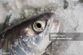 Image result for Salvelinus confluentus