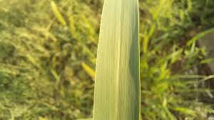 Attēlu rezultāti vaicājumam “Setaria viridis leaf”