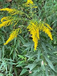 Attēlu rezultāti vaicājumam “Solidago virgaurea bud”