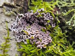 Attēlu rezultāti vaicājumam “Fuligo luteonitens macro”