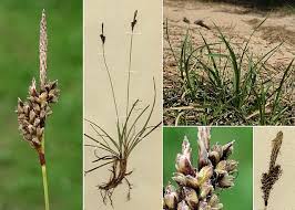 Attēlu rezultāti vaicājumam “Carex ericetorum”