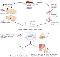 Attēlu rezultāti vaicājumam “undetermined plasmodium”