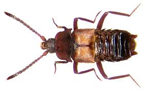 Attēlu rezultāti vaicājumam “Formica rufa pupa”