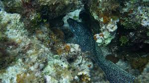 Image result for Gymnothorax moringa