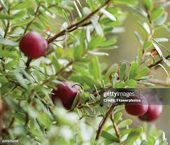Attēlu rezultāti vaicājumam “Oxycoccus palustris fruit”