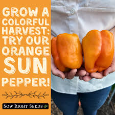 Afbeeldingsresultaat voor orange sun sweet pepper