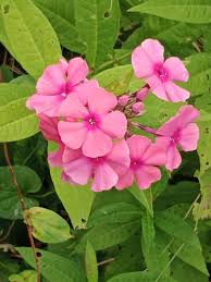 Attēlu rezultāti vaicājumam “Phlox paniculata”