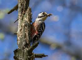 Attēlu rezultāti vaicājumam “Dendrocopos leucotos”