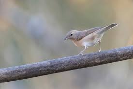 Attēlu rezultāti vaicājumam “Sylvia borin”