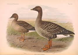 Image result for Anser fabalis