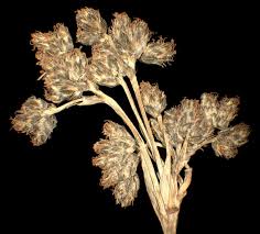 Attēlu rezultāti vaicājumam “Scirpus sylvaticus leaf”