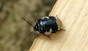 Attēlu rezultāti vaicājumam “Tritomegas bicolor imago”