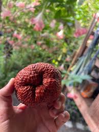 Attēlu rezultāti vaicājumam “Campanula latifolia fruit”