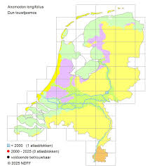 Attēlu rezultāti vaicājumam “Anomodon longifolius”