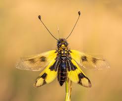 Attēlu rezultāti vaicājumam “Lycogala convexum macro”