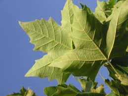 Attēlu rezultāti vaicājumam “Platanus x hispanica (syn. Platanus x acerifolia) leaf”