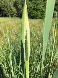 Attēlu rezultāti vaicājumam “Typha latifolia leaf”