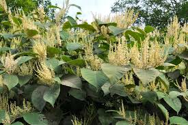 Attēlu rezultāti vaicājumam “Reynoutria sachalinensis fruit”