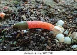 Attēlu rezultāti vaicājumam “Mutinus ravenelii”