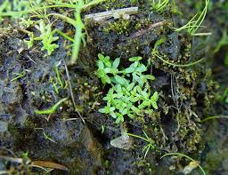 Attēlu rezultāti vaicājumam “Callitriche verna flower”