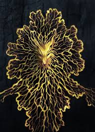 Attēlu rezultāti vaicājumam “Physarum penetrale spores”