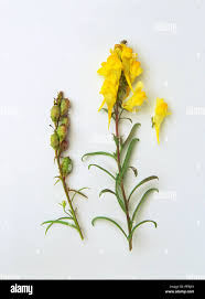 Attēlu rezultāti vaicājumam “Linaria vulgaris bud”