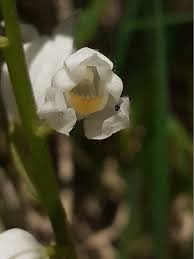 Attēlu rezultāti vaicājumam “Cephalanthera longifolia”