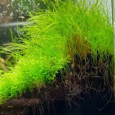 Attēlu rezultāti vaicājumam “Eleocharis acicularis”