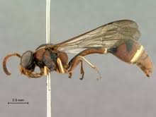 Attēlu rezultāti vaicājumam “Vespidae”