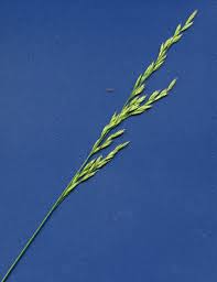 Attēlu rezultāti vaicājumam “Festuca rubra subsp. rubra leaf”