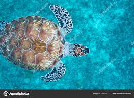 Image result for Eretmochelys imbricata