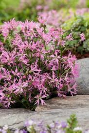 Image result for Lychnis flos-cuculi