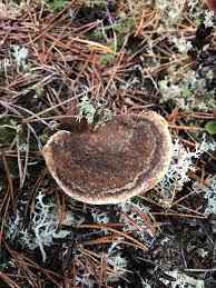 Attēlu rezultāti vaicājumam “Onnia triquetra”