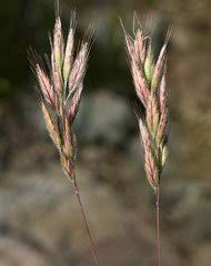 Attēlu rezultāti vaicājumam “Bromus hordeaceus subsp. hordaceus”