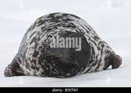 Image result for Cystophora cristata