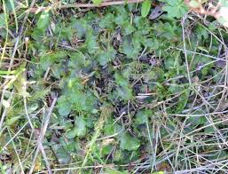 Attēlu rezultāti vaicājumam “Calypogeia neesiana”