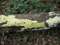 Attēlu rezultāti vaicājumam “Antrodia pulvinascens”