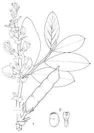 Attēlu rezultāti vaicājumam “Vicia faba leaf”