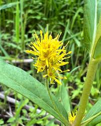 Attēlu rezultāti vaicājumam “Lysimachia thyrsiflora flower”
