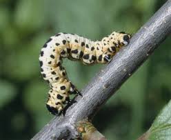 Attēlu rezultāti vaicājumam “Abraxas grossulariata imago”