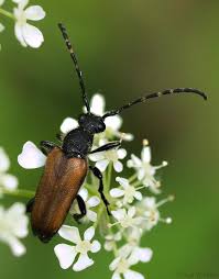 Attēlu rezultāti vaicājumam “Paracorymbia maculicornis”