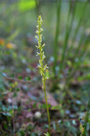 Attēlu rezultāti vaicājumam “Hammarbya paludosa”