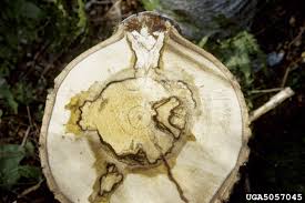 Attēlu rezultāti vaicājumam “Phellinus tremulae”