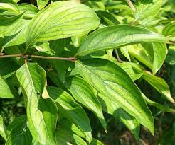 Attēlu rezultāti vaicājumam “Cornus mas”