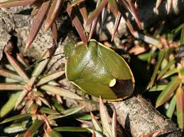 Attēlu rezultāti vaicājumam “Chlorochroa juniperina”