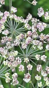 Attēlu rezultāti vaicājumam “Laserpitium latifolium leaf”